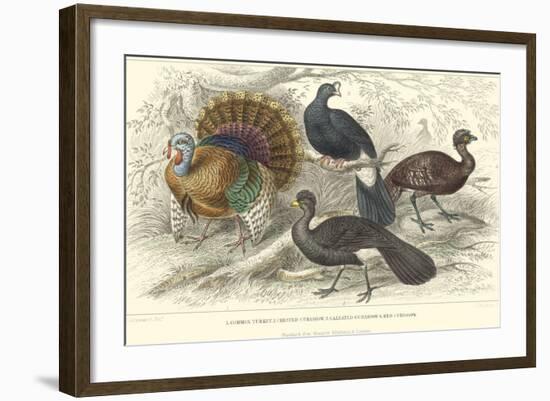 Turkey & Curassows-J. Stewart-Framed Art Print