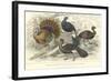 Turkey & Curassows-J. Stewart-Framed Art Print