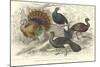 Turkey & Curassows-J. Stewart-Mounted Art Print
