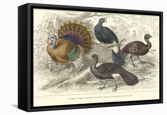 Turkey & Curassows-J. Stewart-Framed Stretched Canvas