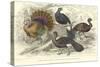 Turkey & Curassows-J. Stewart-Stretched Canvas