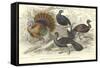 Turkey & Curassows-J. Stewart-Framed Stretched Canvas