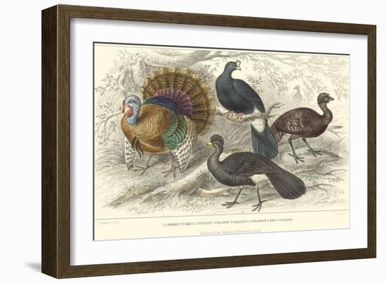 Turkey & Curassows-J. Stewart-Framed Art Print