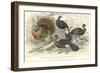 Turkey & Curassows-J. Stewart-Framed Art Print