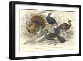 Turkey & Curassows-J. Stewart-Framed Art Print