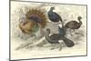 Turkey & Curassows-J. Stewart-Mounted Art Print