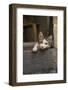 Turkey, Gaziantep, Kitten Peeking Out from Doorway-Emily Wilson-Framed Photographic Print