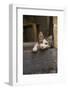 Turkey, Gaziantep, Kitten Peeking Out from Doorway-Emily Wilson-Framed Photographic Print