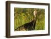 Turkey Hen in Devils Tower National Monument, Wyoming, Usa-Chuck Haney-Framed Photographic Print