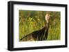 Turkey Hen in Devils Tower National Monument, Wyoming, Usa-Chuck Haney-Framed Photographic Print