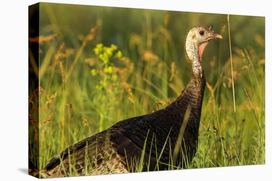 Turkey Hen in Devils Tower National Monument, Wyoming, Usa-Chuck Haney-Stretched Canvas