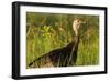 Turkey Hen in Devils Tower National Monument, Wyoming, Usa-Chuck Haney-Framed Photographic Print