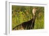 Turkey Hen in Devils Tower National Monument, Wyoming, Usa-Chuck Haney-Framed Photographic Print