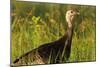 Turkey Hen in Devils Tower National Monument, Wyoming, Usa-Chuck Haney-Mounted Photographic Print