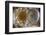 Turkey, Istanbul, Hagia Sophia, Decorated Dome-Samuel Magal-Framed Photographic Print