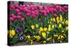 Turkey, Istanbul, Tulip Flowers-Samuel Magal-Stretched Canvas