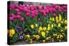 Turkey, Istanbul, Tulip Flowers-Samuel Magal-Stretched Canvas