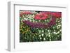 Turkey, Istanbul, Tulip Flowers-Samuel Magal-Framed Photographic Print