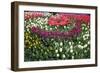 Turkey, Istanbul, Tulip Flowers-Samuel Magal-Framed Photographic Print