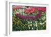 Turkey, Istanbul, Tulip Flowers-Samuel Magal-Framed Photographic Print