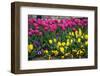 Turkey, Istanbul, Tulip Flowers-Samuel Magal-Framed Photographic Print