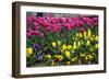 Turkey, Istanbul, Tulip Flowers-Samuel Magal-Framed Photographic Print