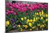 Turkey, Istanbul, Tulip Flowers-Samuel Magal-Mounted Photographic Print