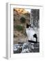 Turkey, Izmir, Selcuk. Cat sitting on ruins of Ephesus.-Emily Wilson-Framed Photographic Print