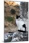 Turkey, Izmir, Selcuk. Cat sitting on ruins of Ephesus.-Emily Wilson-Mounted Photographic Print