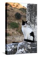 Turkey, Izmir, Selcuk. Cat sitting on ruins of Ephesus.-Emily Wilson-Stretched Canvas