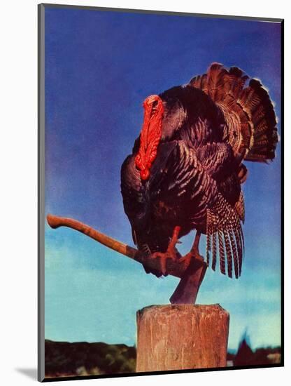 "Turkey on Hatchet,"November 1, 1941-null-Mounted Giclee Print