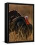 Turkey Showing Mating Display-Chase Swift-Framed Stretched Canvas