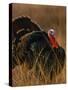 Turkey Showing Mating Display-Chase Swift-Stretched Canvas