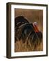 Turkey Showing Mating Display-Chase Swift-Framed Photographic Print