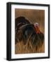 Turkey Showing Mating Display-Chase Swift-Framed Photographic Print