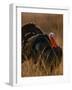 Turkey Showing Mating Display-Chase Swift-Framed Photographic Print