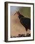 Turkey Vulture (Cathartes Aura) Feeding On Roadkill With Flies In The Air, Pantanal, Brazil-Tony Heald-Framed Photographic Print