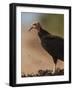 Turkey Vulture (Cathartes Aura) Feeding On Roadkill With Flies In The Air, Pantanal, Brazil-Tony Heald-Framed Photographic Print