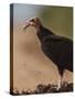 Turkey Vulture (Cathartes Aura) Feeding On Roadkill With Flies In The Air, Pantanal, Brazil-Tony Heald-Stretched Canvas