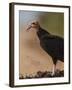 Turkey Vulture (Cathartes Aura) Feeding On Roadkill With Flies In The Air, Pantanal, Brazil-Tony Heald-Framed Photographic Print