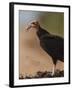 Turkey Vulture (Cathartes Aura) Feeding On Roadkill With Flies In The Air, Pantanal, Brazil-Tony Heald-Framed Photographic Print