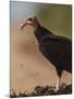 Turkey Vulture (Cathartes Aura) Feeding On Roadkill With Flies In The Air, Pantanal, Brazil-Tony Heald-Mounted Photographic Print