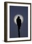 Turkey Vulture (Cathartes aura) silhouetted at dawn, with moon in background, Florida, USA-Edward Myles-Framed Photographic Print