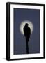 Turkey Vulture (Cathartes aura) silhouetted at dawn, with moon in background, Florida, USA-Edward Myles-Framed Photographic Print