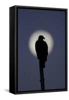 Turkey Vulture (Cathartes aura) silhouetted at dawn, with moon in background, Florida, USA-Edward Myles-Framed Stretched Canvas