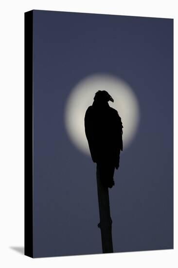 Turkey Vulture (Cathartes aura) silhouetted at dawn, with moon in background, Florida, USA-Edward Myles-Stretched Canvas