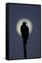 Turkey Vulture (Cathartes aura) silhouetted at dawn, with moon in background, Florida, USA-Edward Myles-Framed Stretched Canvas