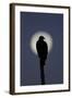 Turkey Vulture (Cathartes aura) silhouetted at dawn, with moon in background, Florida, USA-Edward Myles-Framed Photographic Print