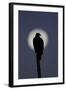 Turkey Vulture (Cathartes aura) silhouetted at dawn, with moon in background, Florida, USA-Edward Myles-Framed Photographic Print