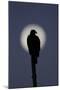 Turkey Vulture (Cathartes aura) silhouetted at dawn, with moon in background, Florida, USA-Edward Myles-Mounted Photographic Print